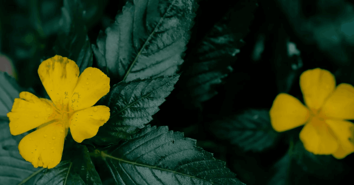 Ilustrační fotka damiany